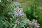 Borage.jpg